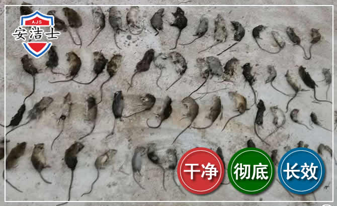 三沙鼠害防治-灭鼠