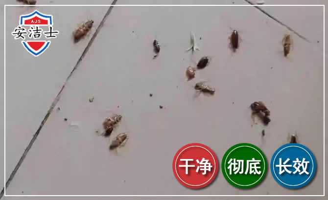 三沙蟑螂防治-灭蟑螂