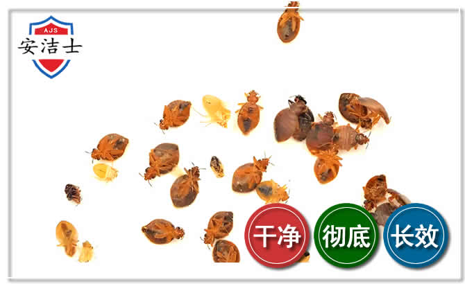 三沙臭虫防治-消灭臭虫